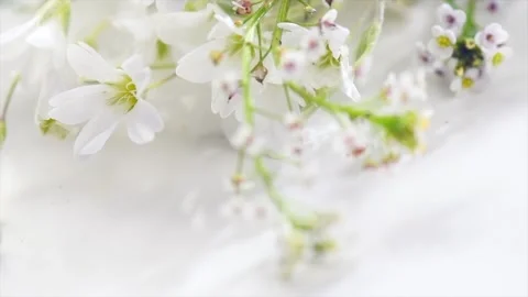 Beautiful tiny wild flowers bunch over white background, soft pastel colours Stock Footage 284104464