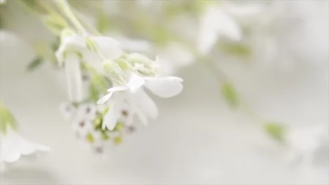 Beautiful tiny wild white flowers bunch over white background, soft pastel Stock-Footage 348061882