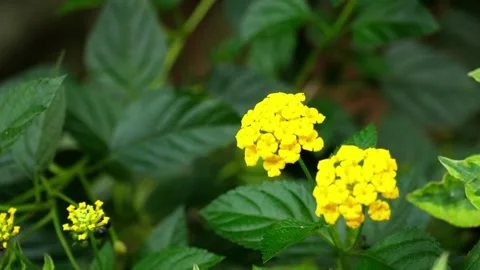 Beautiful Tiny Yellow Wildflower Blooming Naturally Stock Footage 324983175