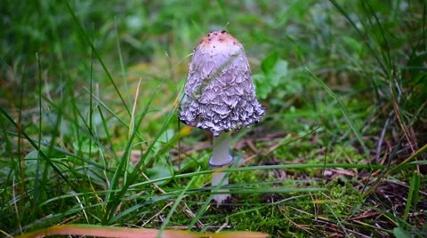 Beautiful toadstool in the forest Stock Footage 67596949