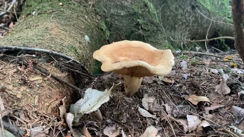 Beautiful toadstool by a tree  in a summer forest Stock Footage 115023475