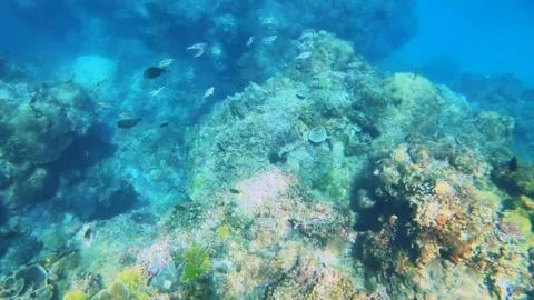 Beautiful top to bottom look down view into underwater with Lutjanus kasmira sci Stock Footage 303410570