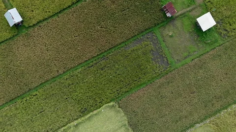 Beautiful top down landscape view of green rice field pattern Stock Footage 155938601