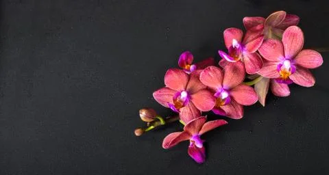 Beautiful top down spa concept of twig red orchid flower, phalaenopsis with w Foto stock