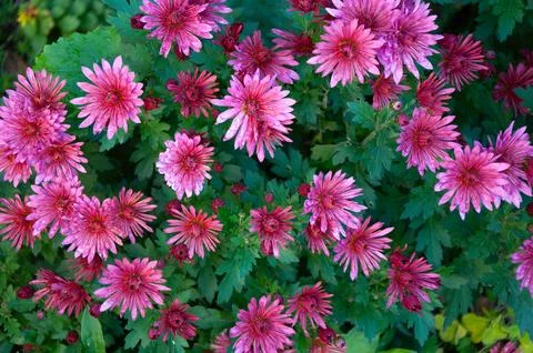 Beautiful top down view of lush pink blooming chrysanthemum bush with green.. Stock Photos
