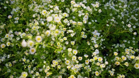 A beautiful top view of a chamomile field in the sun. Vídeos de archivo 252064866