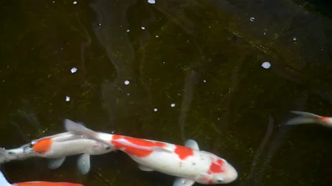 Beautiful top view of koi fish swim in dark background Stock Footage 163732103