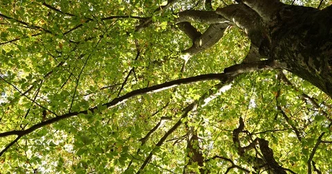 Beautiful top view of tree Video stock 97458962