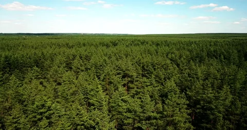 Beautiful top view of trees and forest. Video from drone. Aerial view Vidéo 135269620