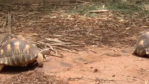 A beautiful tortoise slowly explores its dry habitat Stock Footage 314069357