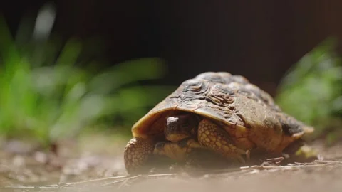 Beautiful Tortoise in Sunlight 4k Stock Footage 279998124
