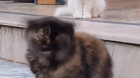 Beautiful Tortoiseshell Persian Cat Sitting Outdoors and Licking Its Nose Stock Footage 339970521