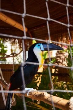 Beautiful Toucan in captivity Stock Photos