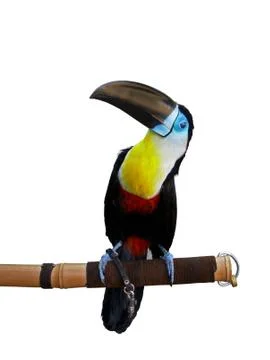 Beautiful toucan Photos