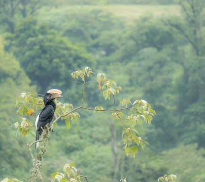 Beautiful toucan on the tree Stock Photos
