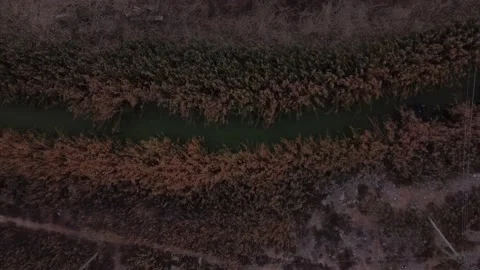 Beautiful toxic drying up river in the middle of a reed. Stock Footage 166104318