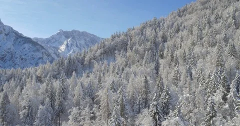 Beautiful Tracking Aerial Shot Of The Pine Fores In Winter Stock Footage 70989130