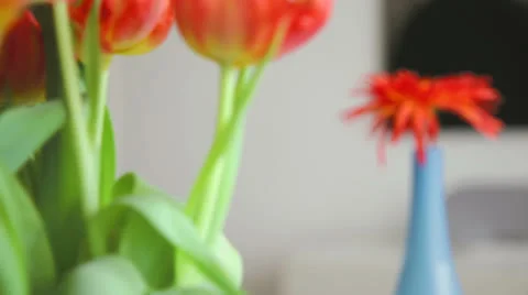 Beautiful tracking shot of flowers Stock Footage 24463323