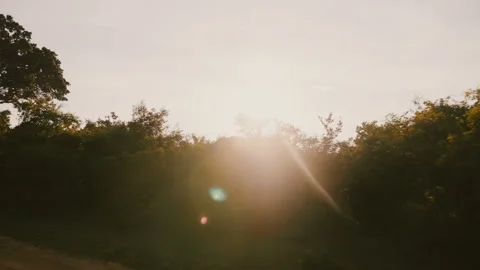 Beautiful tracking shot of sun light shining through lush green forest trees on Stock Footage 103845186