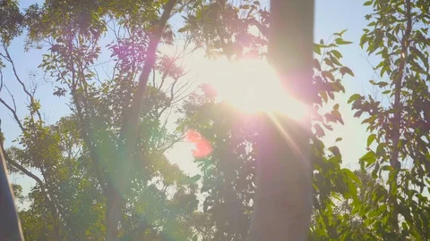 Beautiful tracking shot through native gum trees with lens flares Video stock 119351394