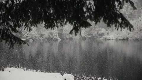Beautiful tracking shot under the branch of tree against of Blausee lake Stock Footage 226201496