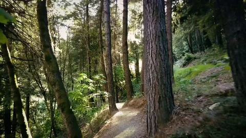 Beautiful Trail with Pinetrees in Sunlight Stock Footage 83221276