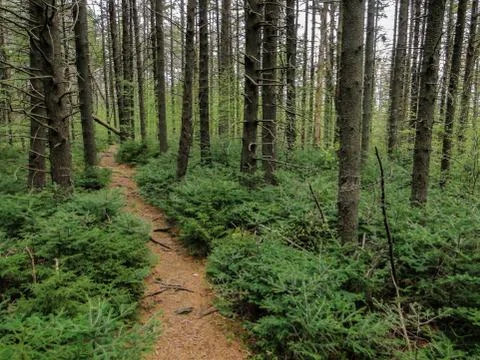Beautiful Trail Through Pine Trees in New Hampshire, USA Stock Photos