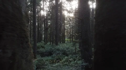 Beautiful Tranquil Forest Nature Trees Drone Shot Stock Footage 99015254