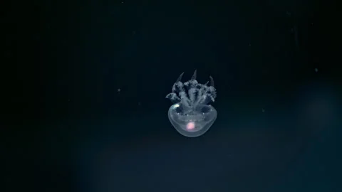 Beautiful translucent jellyfish drifting through dark ocean water, cinematic 4K Stock Footage 336334471