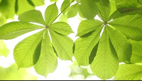 Beautiful transparent chestnut tree leaf against bright background 動画素材 7527659
