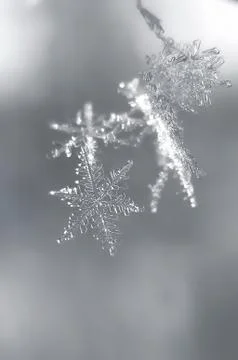 Beautiful transparent white glittering snowflakes Stock Photos