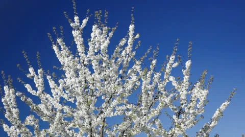 A beautiful tree in 1080p Stock Footage 22987247