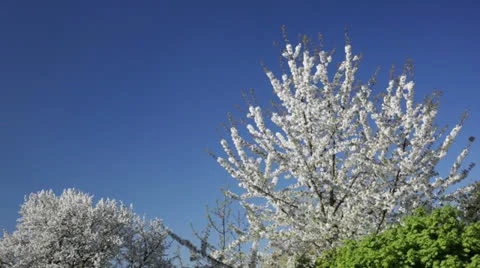 A beautiful tree in 1080p Stock Footage 22988521