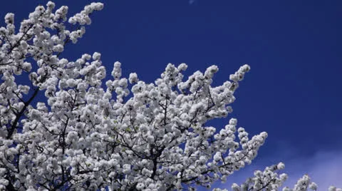 A beautiful tree in 1080p Stock Footage 22988835