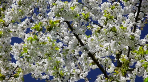 A beautiful tree in 1080p Stock Footage 22988983