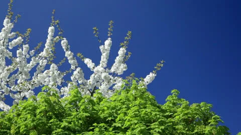 A beautiful tree in 1080p Stock Footage 22989679