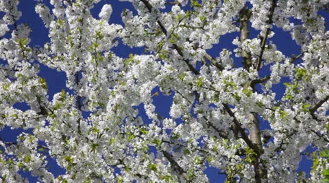 A beautiful tree in 1080p Stock Footage 22990138