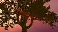 The beautiful tree against the background of sunset. Real time capture 4k or 4k+ Resolution