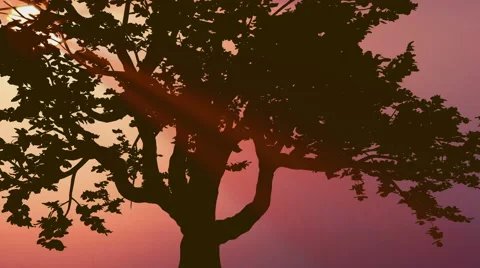 The beautiful tree against the background of sunset. Real time capture Video stock 64185427