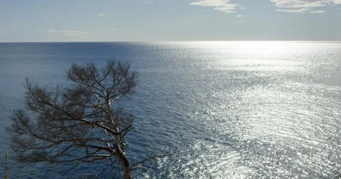 Beautiful tree alone under the sunlight, with the Mediterranean Sea in the backg Stock Footage 154697358