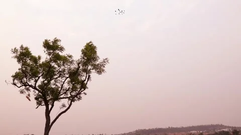 Beautiful tree and birds in evening camera panning up to down. Stock Footage 271204038