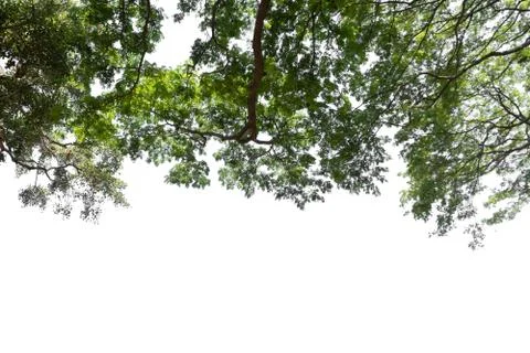 Beautiful tree and leaf texture bachground on white and a free space Stock Photos