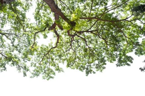 Beautiful tree and leaf texture bachground on white and a free space Stock Photos