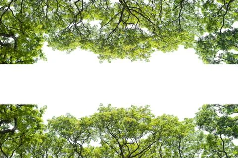 Beautiful tree and leaf texture bachground on white and a free space Stock Photos