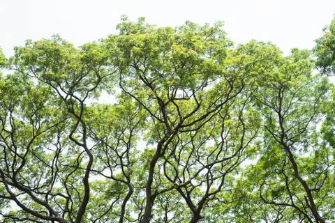 Beautiful tree and leaf texture bachground on white and a free space Stock Photos