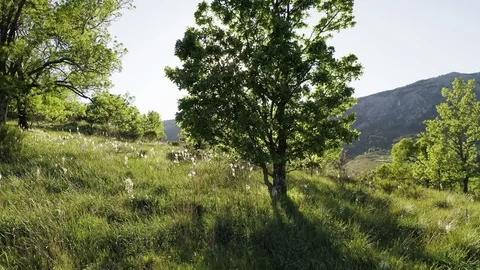 Beautiful tree and meadow landscape in sunset Stock Footage