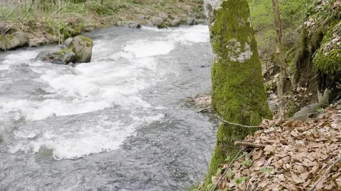 A beautiful tree and a mountain river in the background Stockbeeldmateriaal 88809789