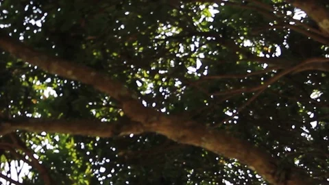 Beautiful Tree and Sky in Bukit Alam Semarang Indonesia Stock Footage 119097210