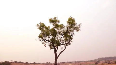 Beautiful tree and sky camera panning up to down. Stock Footage 271204041