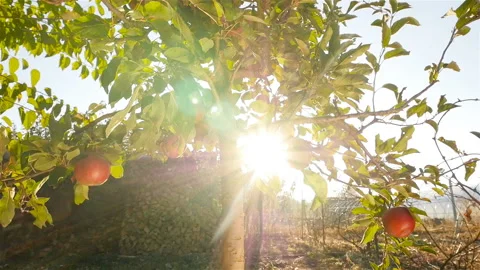 Beautiful tree with apples. Bright sun rays shining through the leaves Stock Footage 97289030